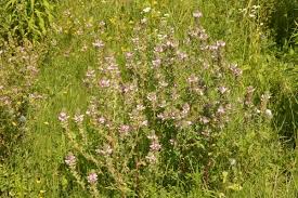 Attēlu rezultāti vaicājumam “Ononis arvensis”