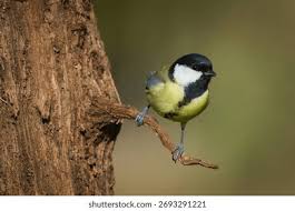 Attēlu rezultāti vaicājumam “Parus major”