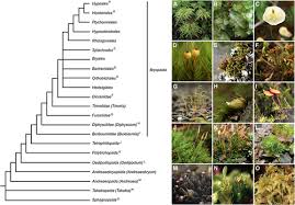 Attēlu rezultāti vaicājumam “Schistidium apocarpum stalked”