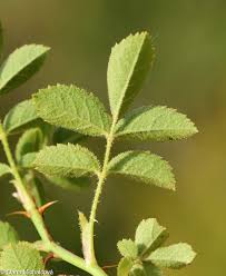 Attēlu rezultāti vaicājumam “Rosa subcanina leaf”