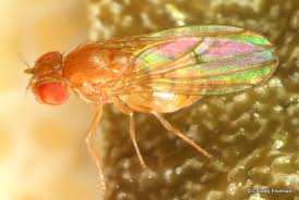 Attēlu rezultāti vaicājumam “Platypezidae”