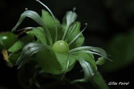 Attēlu rezultāti vaicājumam “Silene baccifera fruit”