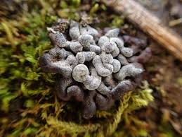 Attēlu rezultāti vaicājumam “Tubifera montana spores”