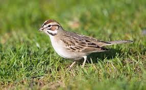 Image result for Chondestes grammacus