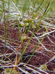 Attēlu rezultāti vaicājumam “Scheuchzeriaceae”