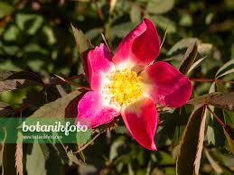 Attēlu rezultāti vaicājumam “Rosa glauca leaf”