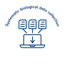 Image result for Raja radula