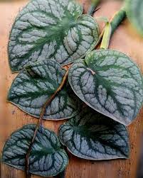 Attēlu rezultāti vaicājumam “Melandrya dubia”