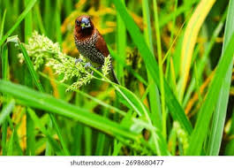 Attēlu rezultāti vaicājumam “Passeriformes”