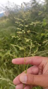 Attēlu rezultāti vaicājumam “Poa nemoralis”