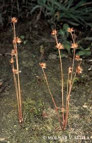Attēlu rezultāti vaicājumam “Juncus capitatus”