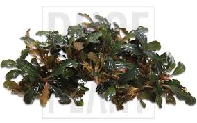 Risultati immagini per bucephalandra pinoh red stem