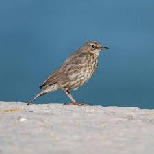Attēlu rezultāti vaicājumam “Anthus petrosus adult”