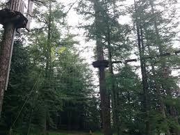 Image result for Go Ape! Whinlatter