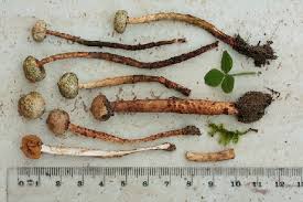 Attēlu rezultāti vaicājumam “Tulostoma fimbriatum”