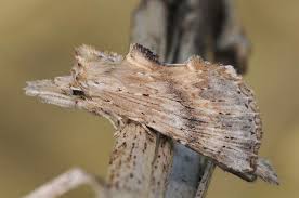 Attēlu rezultāti vaicājumam “Pterostoma palpina”
