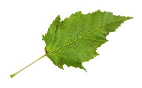Attēlu rezultāti vaicājumam “Acer tataricum leaf”