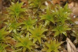 Attēlu rezultāti vaicājumam “Syntrichia ruralis var. ruraliformis”