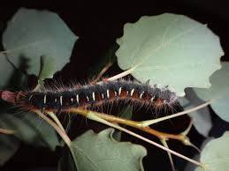 Attēlu rezultāti vaicājumam “Eriogaster lanestris larva”