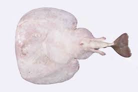 Image result for Tetronarce nobiliana