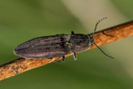 Attēlu rezultāti vaicājumam “Actenicerus sjaelandicus”