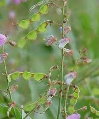 Attēlu rezultāti vaicājumam “Trichia flavicoma stalked”