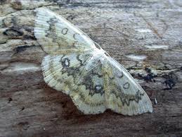 Attēlu rezultāti vaicājumam “Cyclophora annularia”