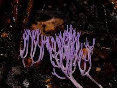 Attēlu rezultāti vaicājumam “Ramariopsis pulchella”