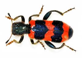 Attēlu rezultāti vaicājumam “Trichodes apiarius”