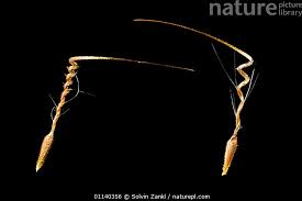 Attēlu rezultāti vaicājumam “Erodium cicutarium fruit”