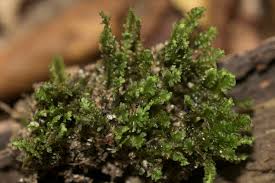 Attēlu rezultāti vaicājumam “Diplophyllum albicans”