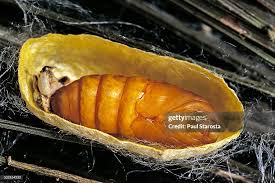 Attēlu rezultāti vaicājumam “pupa”