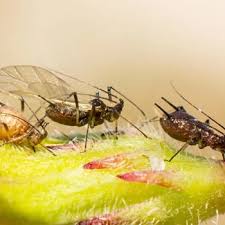 Attēlu rezultāti vaicājumam “Uroleucon hypochoeridis”