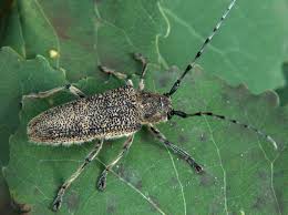 Attēlu rezultāti vaicājumam “Saperda carcharias”