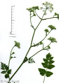 Image result for Pimpinella saxifraga