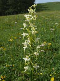 Attēlu rezultāti vaicājumam “Platanthera chlorantha flower”