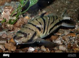 Image result for Menticirrhus saxatilis