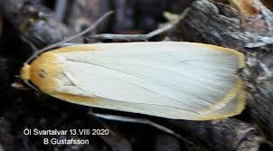 Attēlu rezultāti vaicājumam “Eilema depressa”