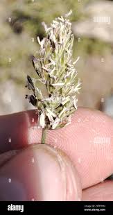 Attēlu rezultāti vaicājumam “Anthoxanthum odoratum fruit”