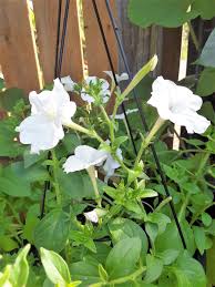 Image result for Petunia hybrida