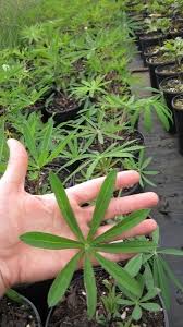 Attēlu rezultāti vaicājumam “Lupinus polyphyllus fruit”