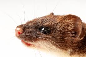 Attēlu rezultāti vaicājumam “Mustela erminea”