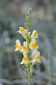 Attēlu rezultāti vaicājumam “Linaria vulgaris flower”