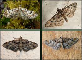 Attēlu rezultāti vaicājumam “Gymnoscelis rufifasciata”