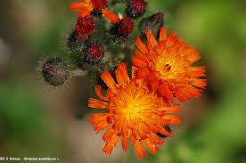 Attēlu rezultāti vaicājumam “Hieracium vulgatum bud”