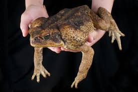 Attēlu rezultāti vaicājumam “Bufo bufo”