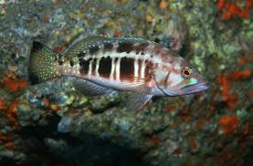 Image result for Serranus atricauda