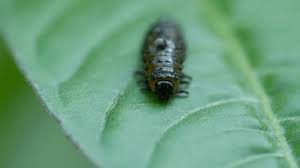 Attēlu rezultāti vaicājumam “Abraxas sylvata larva”