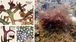 Attēlu rezultāti vaicājumam “Hildenbrandia rivularis”