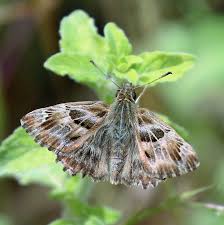 Attēlu rezultāti vaicājumam “Hesperiidae”